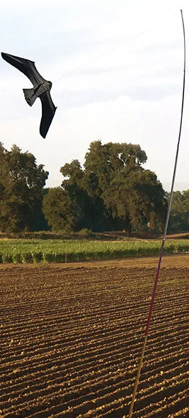 ScaryBird Kite
